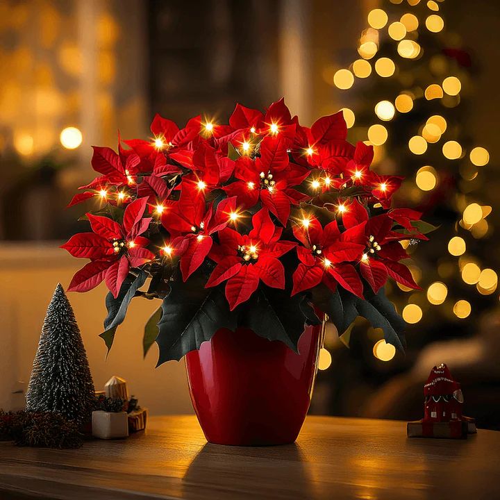 Ruby Glow Blossom – Lysande Julstjärna